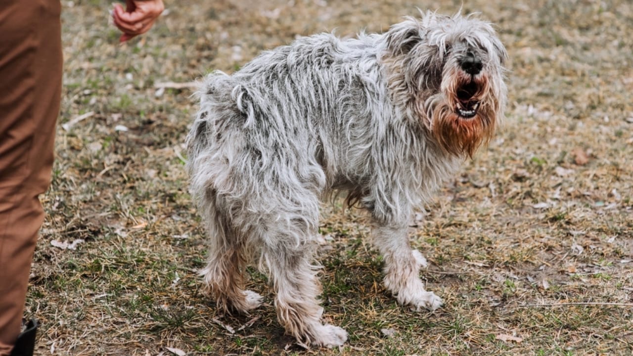Golden Retriever Charlie's World Record-Breaking Bark & 15 Loudest Barking Breeds - miniature schnauzer ss2443188975