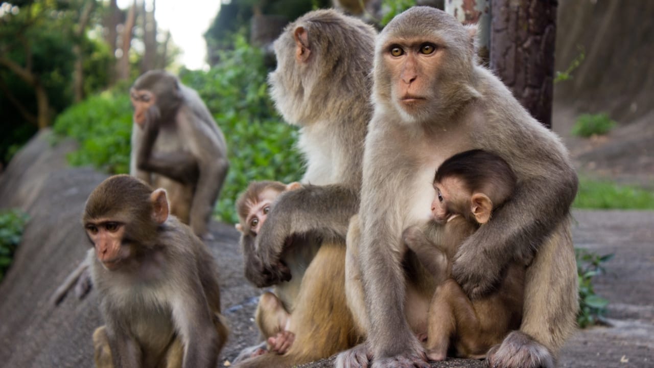 The Reality of 'Down Syndrome' in Animals: 12 Key Facts 12 The Reality of 'Down Syndrome' in Animals: 12 Key Facts - moneky family dp11802186