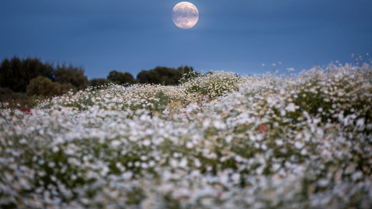 How to Create an Enchanting Moon Garden That Comes Alive at Night 4 How to Create an Enchanting Moon Garden That Comes Alive at Night - moon garden white flowers full moon ss2479793857
