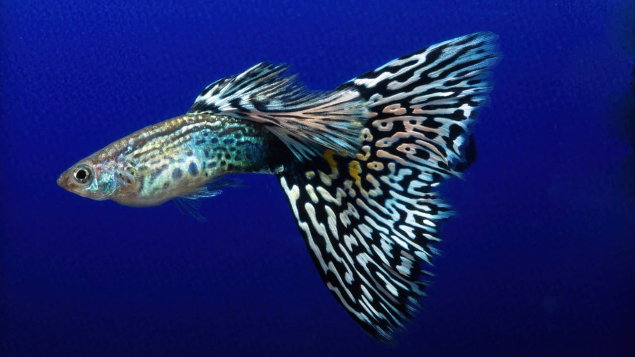 15 Beautiful Guppy Varieties to Brighten Your Aquarium 4 15 Beautiful Guppy Varieties to Brighten Your Aquarium - mosaic guppies ss1917707906