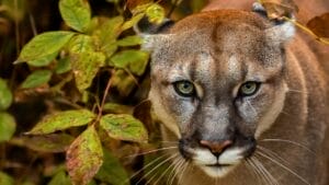 5 Spine-Chilling Creatures in North America You Never Want to Meet 1 5 Spine-Chilling Creatures in North America You Never Want to Meet - mountain lion ss2064317138