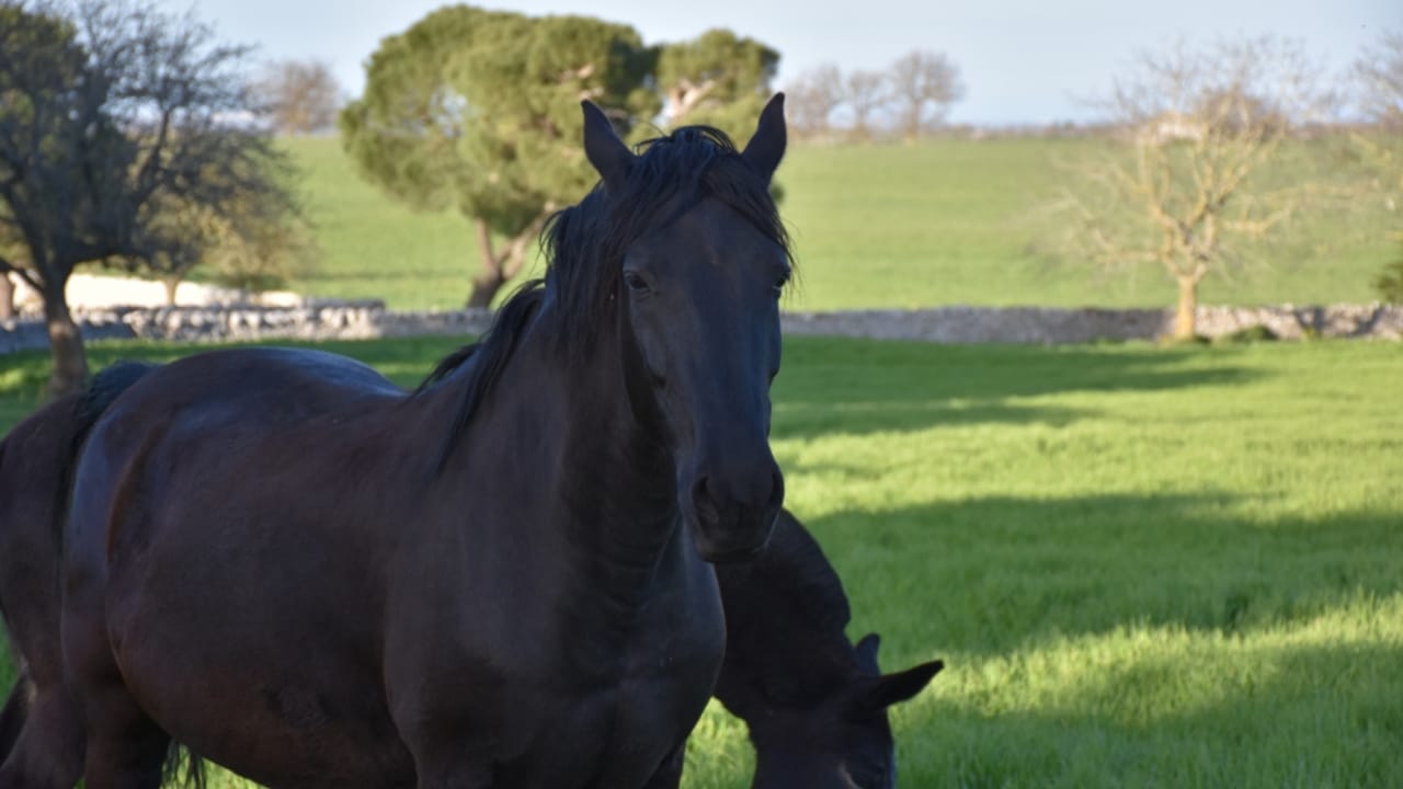 13 Breeds of Black Horses That Radiate Strength & Timeless Beauty 4 13 Breeds of Black Horses That Radiate Strength & Timeless Beauty - murgese ss1064869055