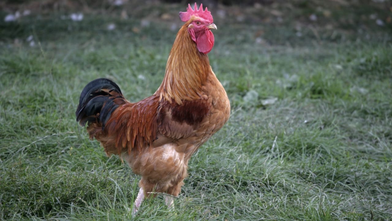15 Beginner-Friendly Chicken Breeds That Will Keep Your Egg Basket Full 12 15 Beginner-Friendly Chicken Breeds That Will Keep Your Egg Basket Full - new hampshire red chicken dp34568933