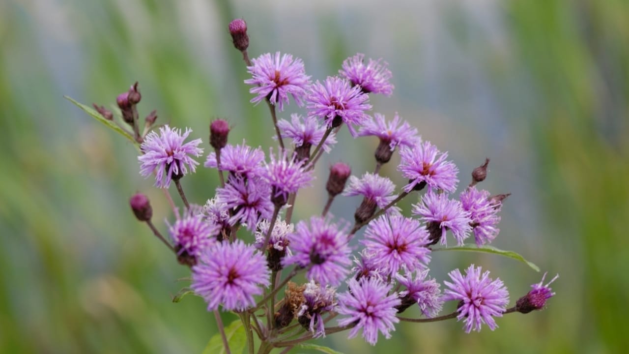 14 Incredible Plants That Will Attract Swarms of Goldfinches 14 14 Incredible Plants That Will Attract Swarms of Goldfinches - new york ironweed ss2217464413