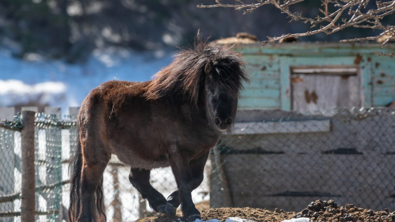 15 of the Rarest Horse Breeds You’ll Ever Encounter 4 15 of the Rarest Horse Breeds You’ll Ever Encounter - newfoundland pony ss1945184683