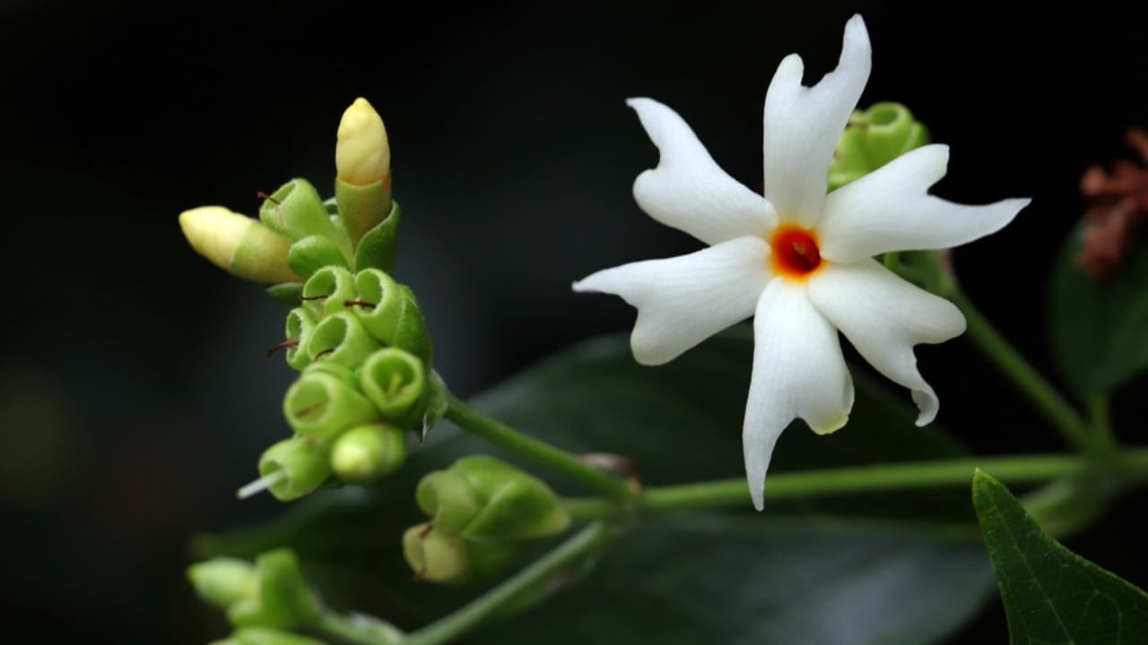 How to Create an Enchanting Moon Garden That Comes Alive at Night 5 How to Create an Enchanting Moon Garden That Comes Alive at Night - night blooming jasmine flower ss2445197693