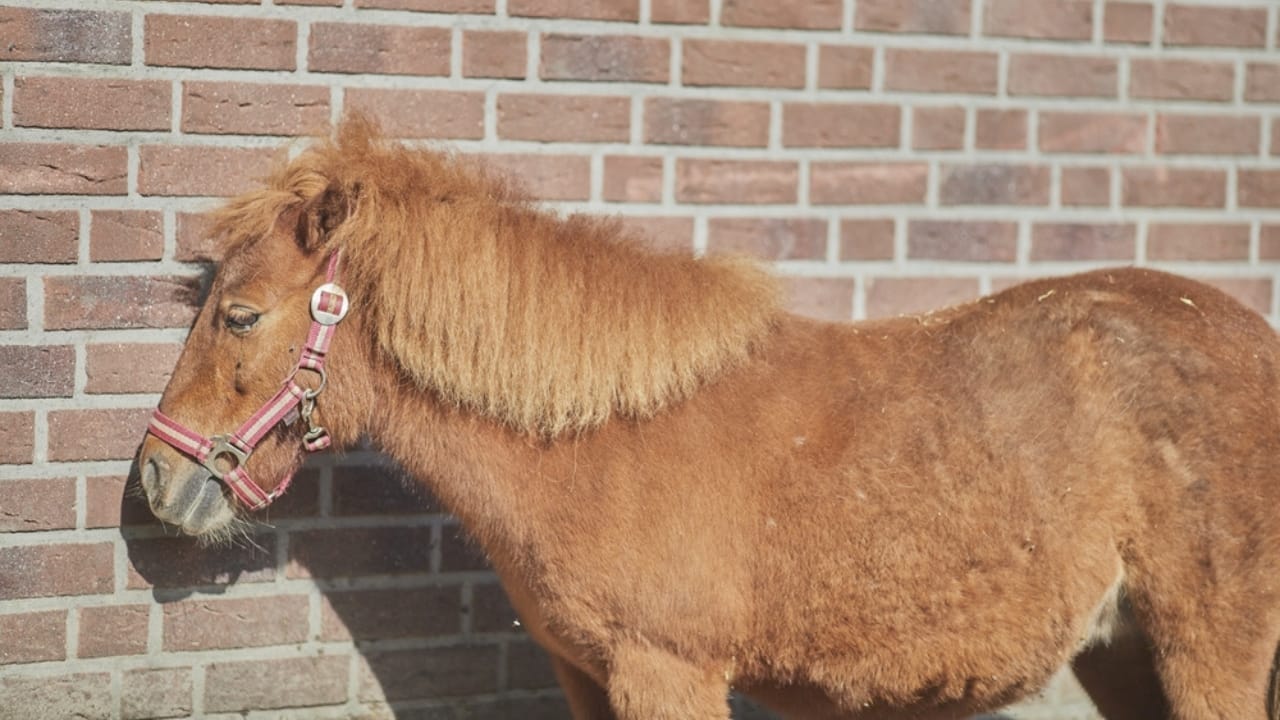 14 of the World’s Smallest Horses Proving Good Things Come in Small Packages 4 14 of the World’s Smallest Horses Proving Good Things Come in Small Packages - noma ss2150456727