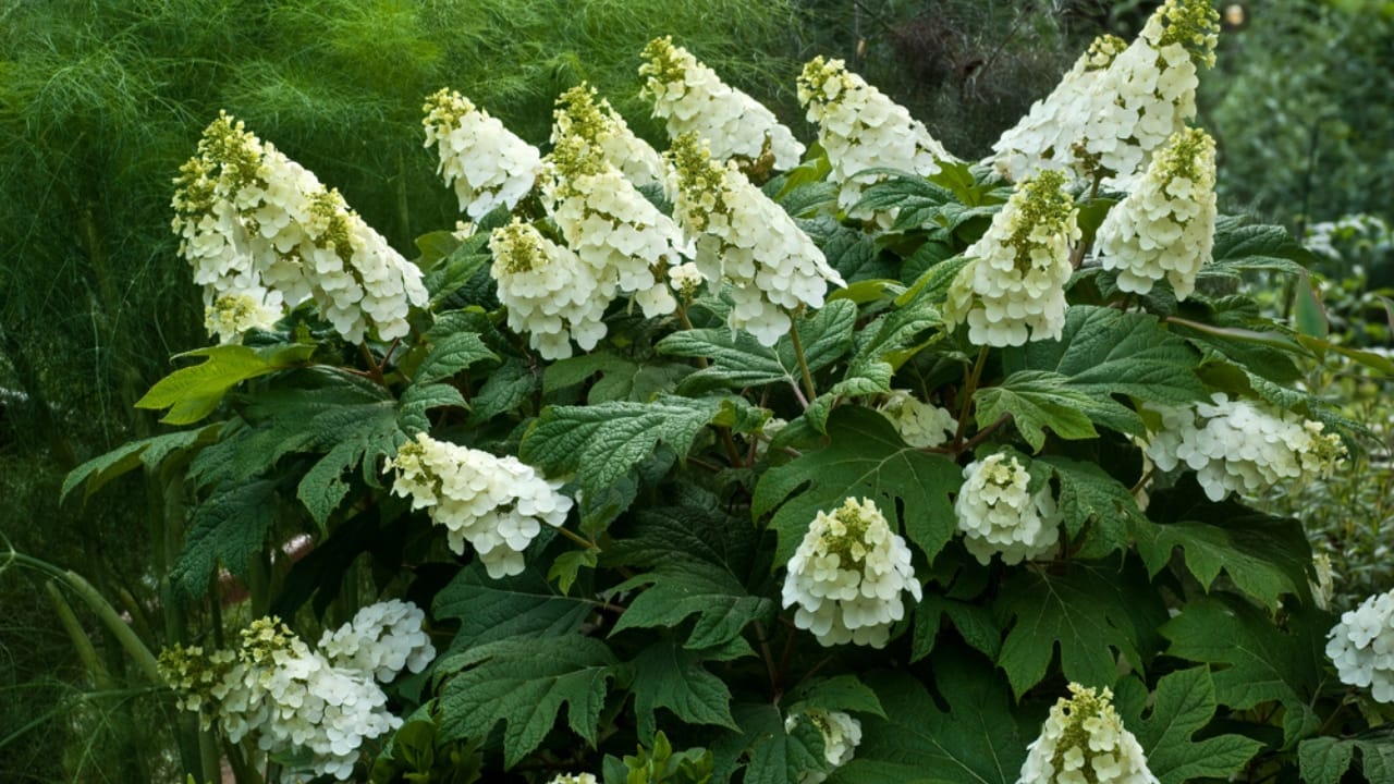 10 Plants to Skip Pruning in October— Here’s Why Timing Matters 6 10 Plants to Skip Pruning in October— Here’s Why Timing Matters - oakleaf hydrangea ss1271001895
