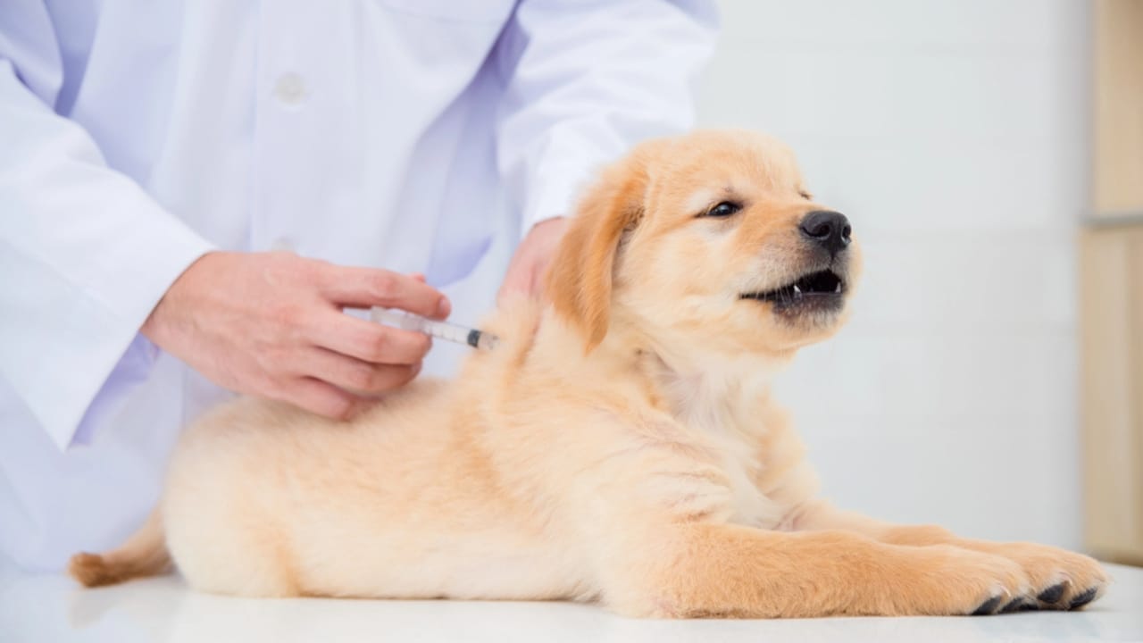 Before Your Pup Turns Two, Teach Them These 10 Lessons 10 Before Your Pup Turns Two, Teach Them These 10 Lessons - obedient puppy on vet dp299123216