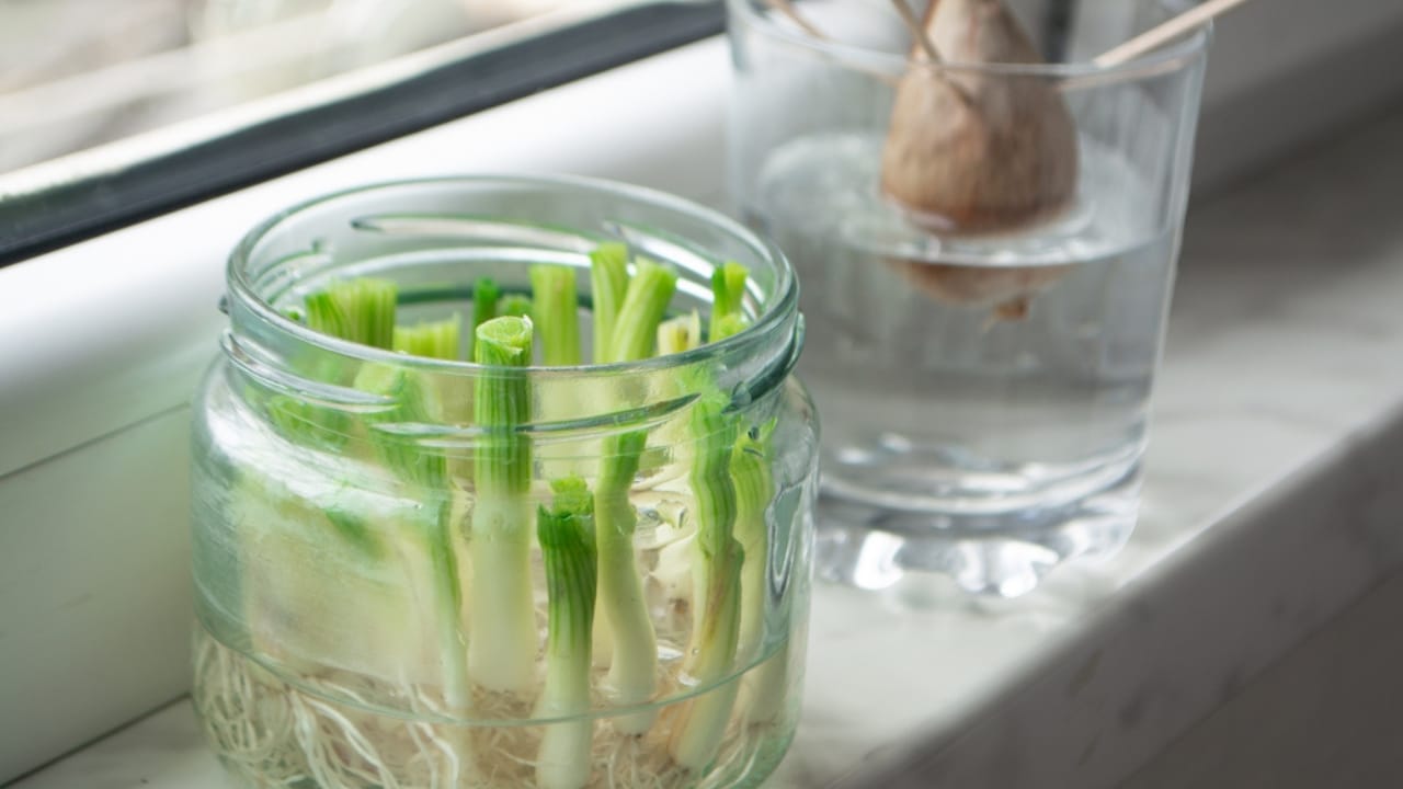 Don't Toss Those Veggie Scraps— 12 Vegetables You Can Regrow for Free 7 Don't Toss Those Veggie Scraps— 12 Vegetables You Can Regrow for Free - onion scrap ss1713088303