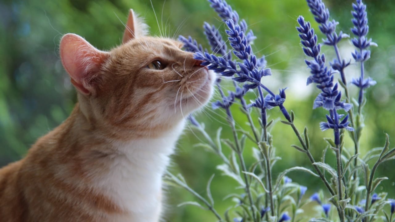Lavender and Cats: Is It Safe? What Every Pet Owner Should Know - orange cat sniffing lavender ss2025353027