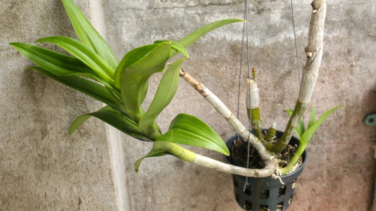 Is It Time to Repot Your Orchid— Here are the Signs to Look For 6 Is It Time to Repot Your Orchid— Here are the Signs to Look For - orchid no flower ss2478103321