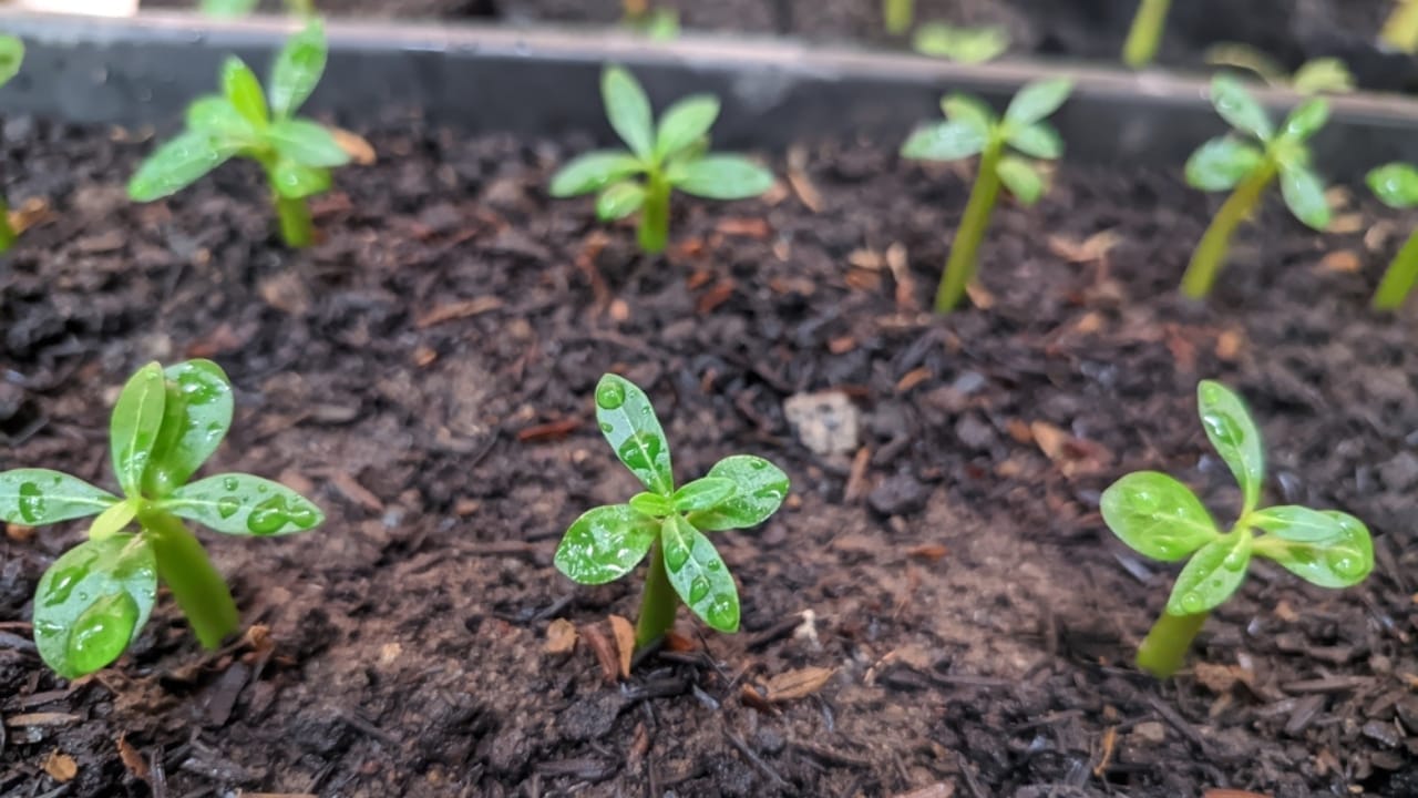 The Easy Way to Propagate Orchids & Grow Your Collection 7 The Easy Way to Propagate Orchids & Grow Your Collection - orchid seed ss2318105045