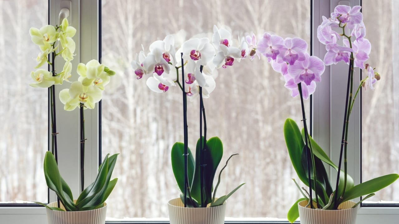 The Easy Way to Propagate Orchids & Grow Your Collection 5 The Easy Way to Propagate Orchids & Grow Your Collection - orchids on windowsill ss1929506252