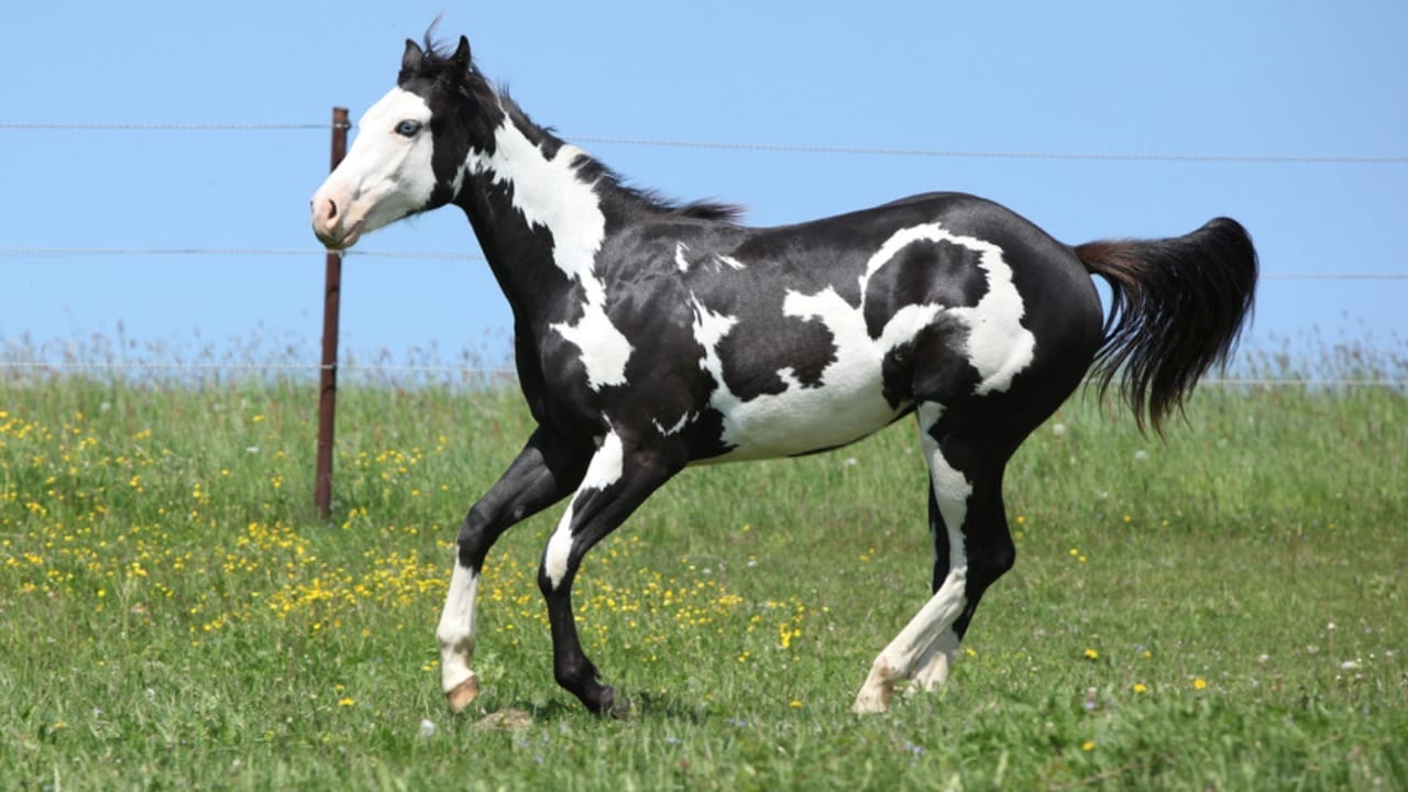 A Closer Look at Horse Colors: From Uncommon Shades to Everyday Favorites - overo horse dp46259249