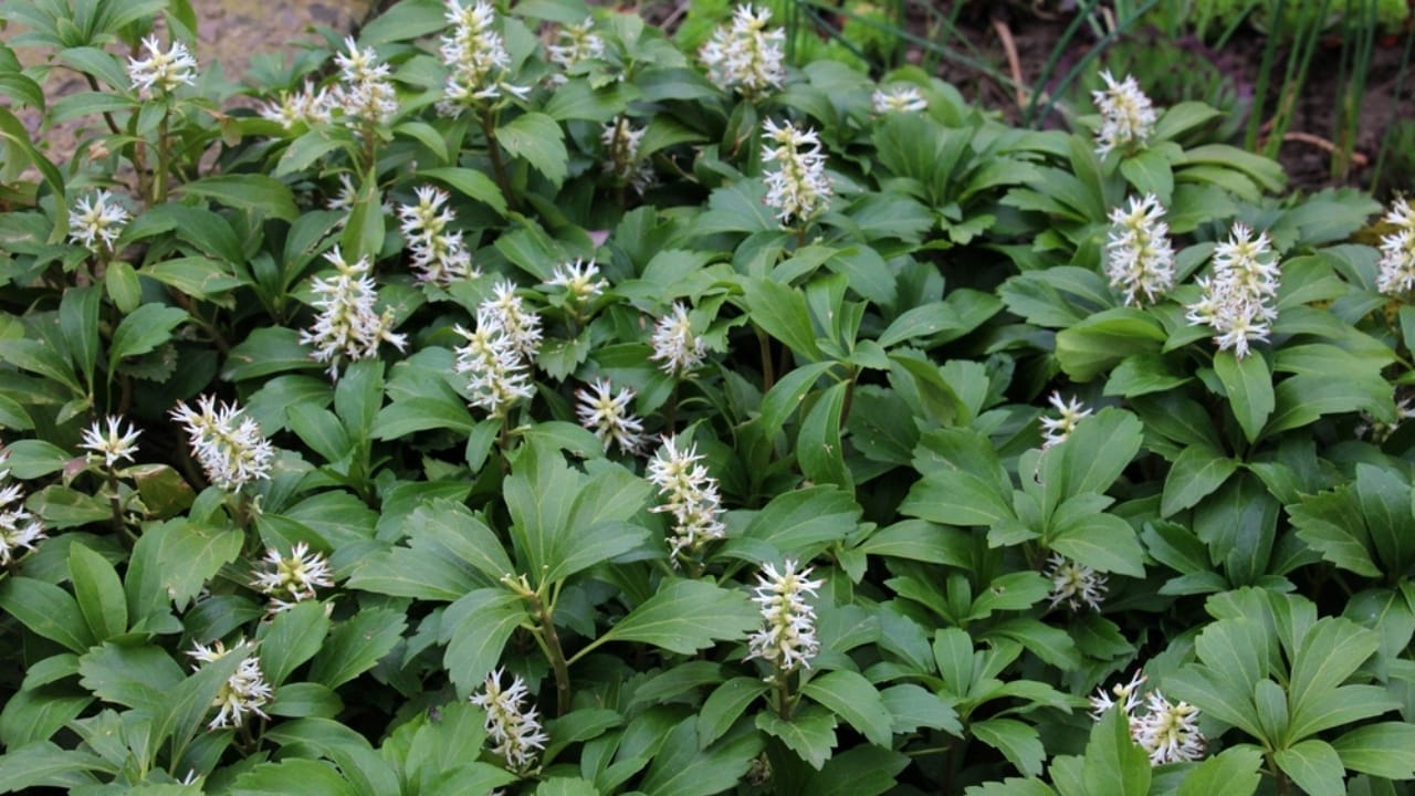 15 Shade-Loving Perennials That Naturally Eliminate Weeds 5 15 Shade-Loving Perennials That Naturally Eliminate Weeds - pachysandra ss2390206937