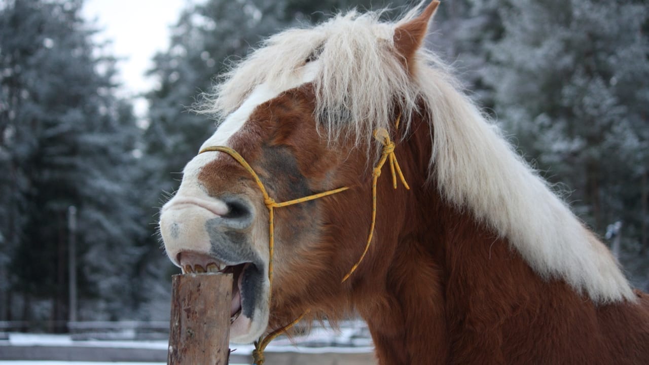 50+ Horse Terms & Slang Every Equestrian Should Know 48 50+ Horse Terms & Slang Every Equestrian Should Know - palomino horse Cribbing wooden fence dp60039093