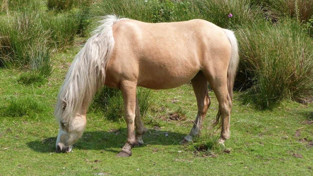 A Closer Look at Horse Colors: From Uncommon Shades to Everyday Favorites - palomino horse wc