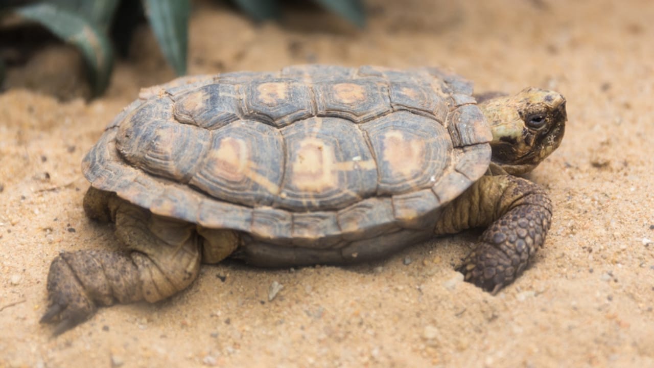 11 Endearing Land Turtles Perfect for a Lifelong Pet—Up to 100 Years 4 11 Endearing Land Turtles Perfect for a Lifelong Pet—Up to 100 Years - pancake tortoise dp105283740