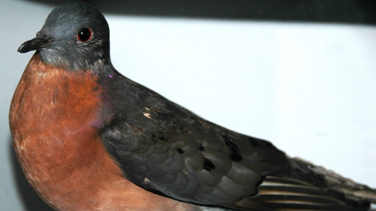The Passenger Pigeon’s Extinction: 100 Years Later & The Role Humans Played 4 The Passenger Pigeon’s Extinction: 100 Years Later & The Role Humans Played - passenger pigeon 2 wc