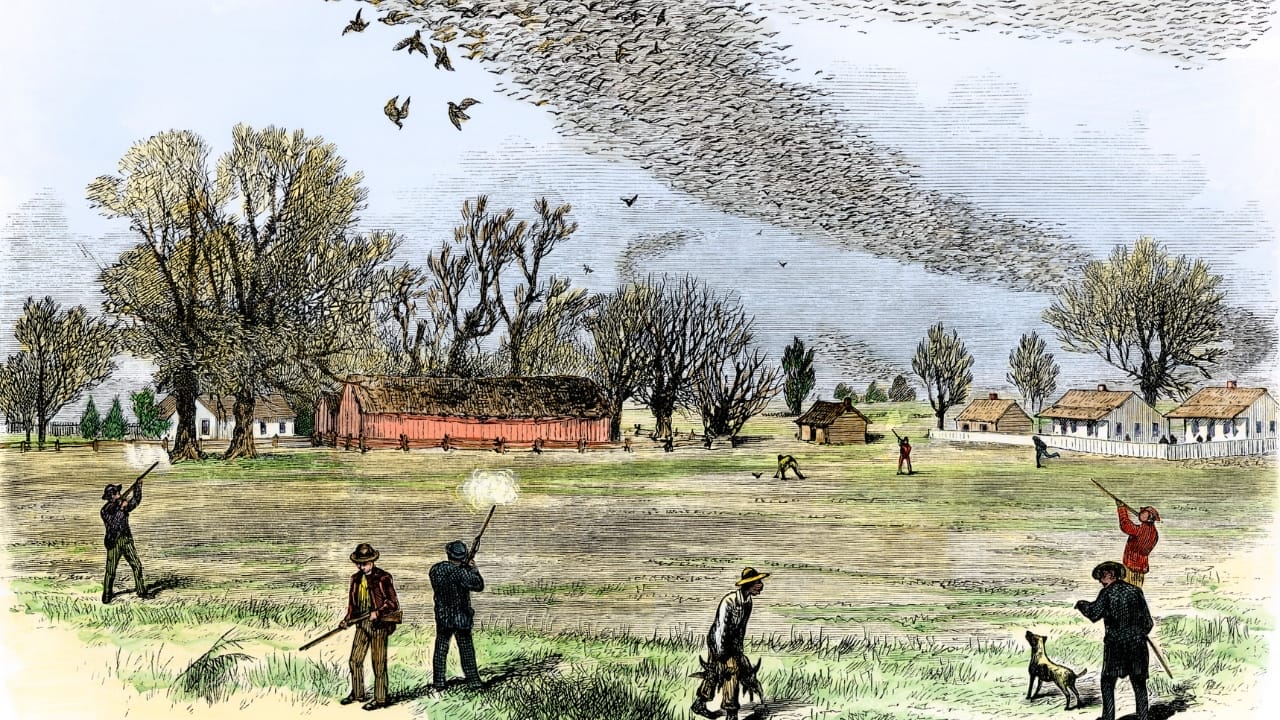 The Passenger Pigeon’s Extinction: 100 Years Later & The Role Humans Played 5 The Passenger Pigeon’s Extinction: 100 Years Later & The Role Humans Played - passenger pigeon shooting wc