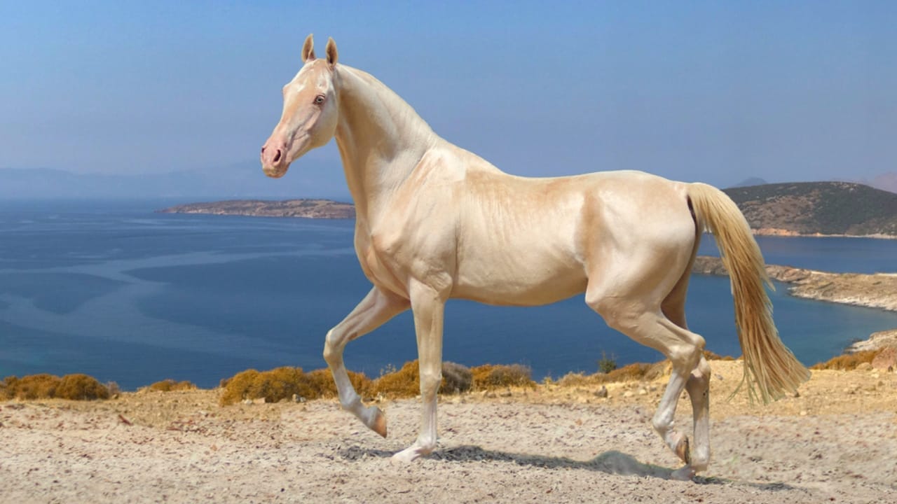 A Closer Look at Horse Colors: From Uncommon Shades to Everyday Favorites - pearl horse ss2011647530