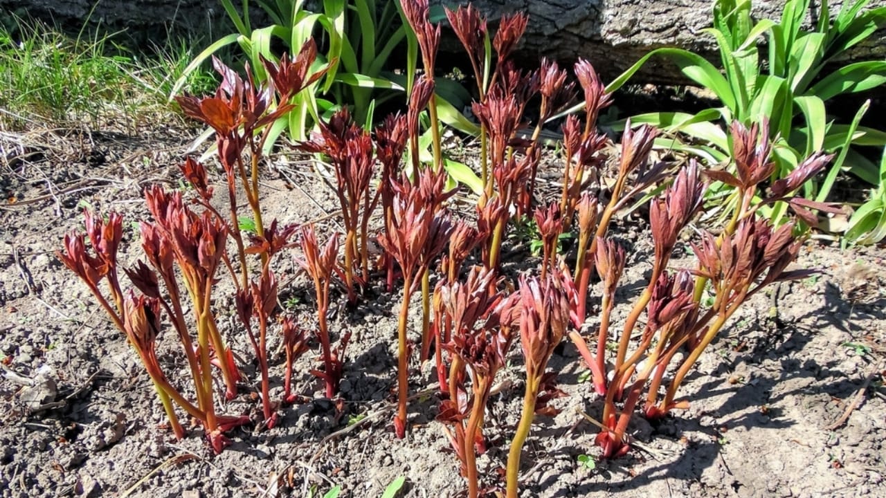 Fall Is the Perfect Time to Move Your Peonies 6 Fall Is the Perfect Time to Move Your Peonies - peonies sprout ss2295018579