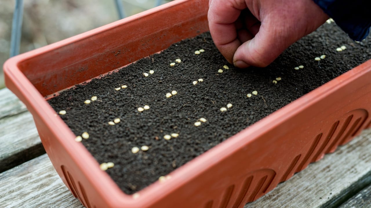 Don't Toss Those Veggie Scraps— 12 Vegetables You Can Regrow for Free 5 Don't Toss Those Veggie Scraps— 12 Vegetables You Can Regrow for Free - pepper seed dp145810615