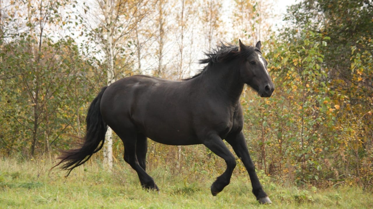 The 10 Worst Horse Breeds for Beginner Riders 7 The 10 Worst Horse Breeds for Beginner Riders - percheron dp41348323