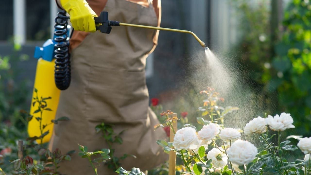 13 Fall Garden Ideas to Attract Pollinators Year After Year 7 13 Fall Garden Ideas to Attract Pollinators Year After Year - pesticide flower ss2201907963