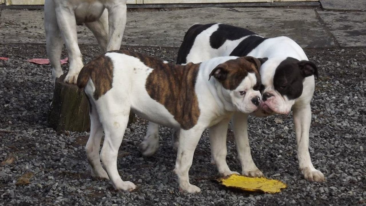 10 Eye-Catching American Bully Colors: From Classic to Rare Hues 7 10 Eye-Catching American Bully Colors: From Classic to Rare Hues - piebald american bully wc