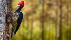Lost Species: 8 Animals That Disappeared into Extinction in 2022 1 Lost Species: 8 Animals That Disappeared into Extinction in 2022 - pileated woodpecker ss2389784847