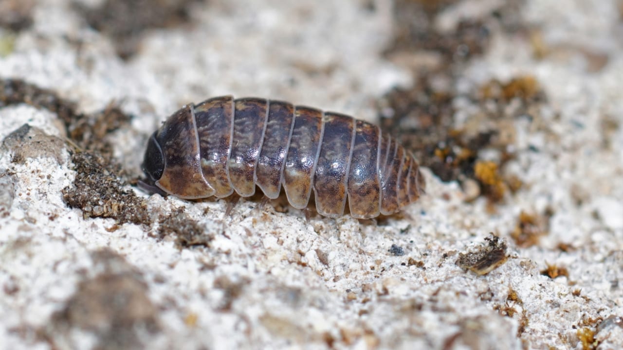 6 Common Pests Found in Drains in Fall & How to Get Rid of Them 2 6 Common Pests Found in Drains in Fall & How to Get Rid of Them - pill bug ss1944561493