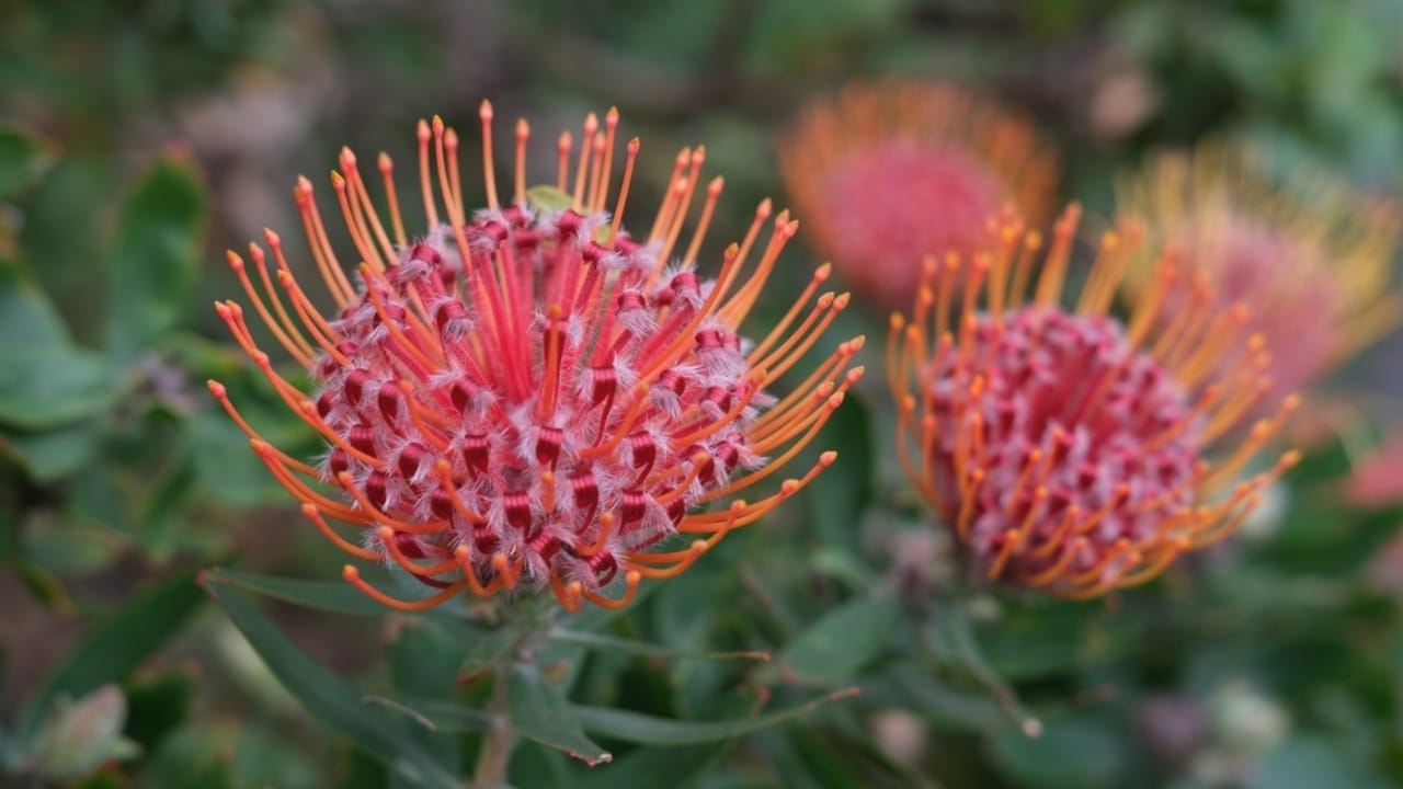Nature's Crown Jewel: Why Florists & Designers are Falling for Protea Flowers 7 Nature's Crown Jewel: Why Florists & Designers are Falling for Protea Flowers - pincushion protea flowers ss2083817599