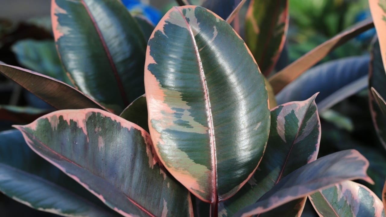 16 Pink-Leaf Outdoor Plants to Add a Rosy Glow to Your Garden 6 16 Pink-Leaf Outdoor Plants to Add a Rosy Glow to Your Garden - pink rubber plant ss2262475777
