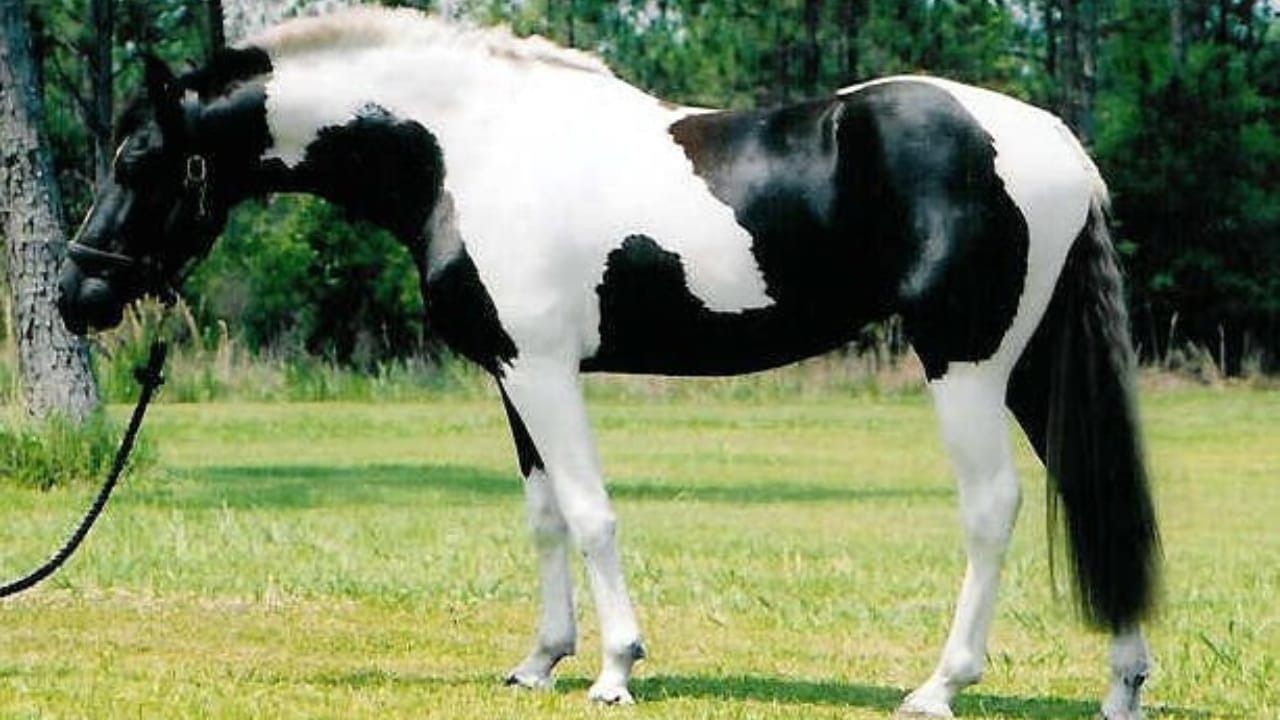 A Closer Look at Horse Colors: From Uncommon Shades to Everyday Favorites - pinto horse wc