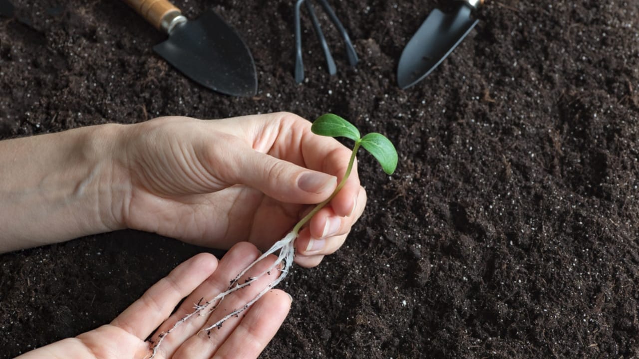 Ruth Stout’s ‘No-Work’ Gardening Method Made Simple: A Guide for Beginners - plant dp259712292