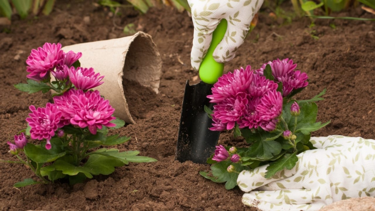 Mum's the Word: Expert Tips for Extending Your Chrysanthemum Flower Blooms 4 Mum's the Word: Expert Tips for Extending Your Chrysanthemum Flower Blooms - planting chrysanthemums ss1051099106