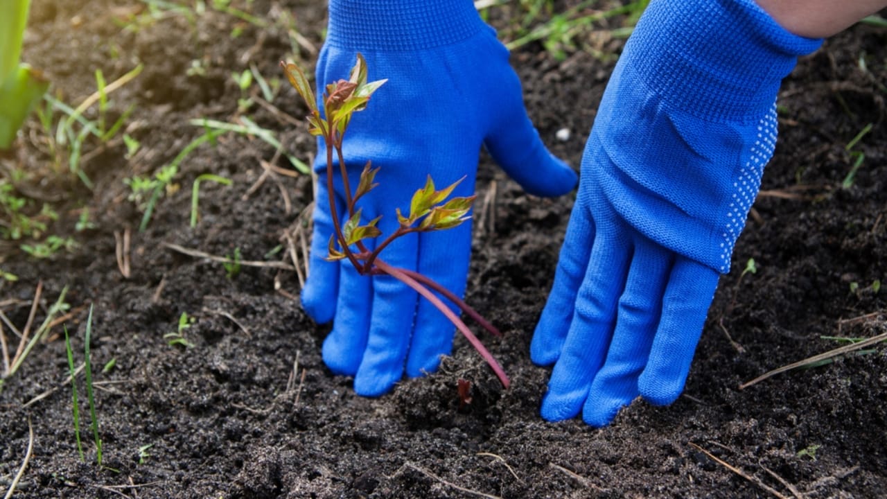 Building Resilience: 27 Pioneer Skills to Master in Uncertain Times 2 Building Resilience: 27 Pioneer Skills to Master in Uncertain Times - planting peony seedling gardening ss1630086415