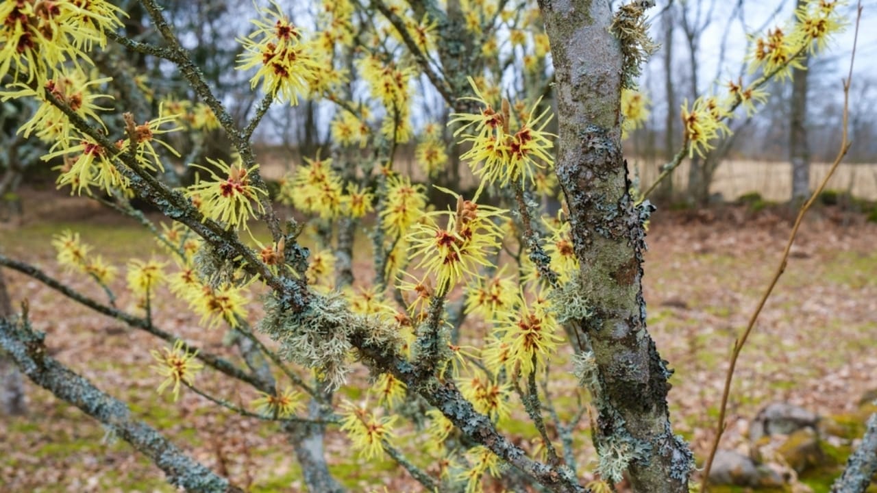 15 Plants to Turn Your Garden into a Hummingbird Haven - planting witch hazel ss2231546779