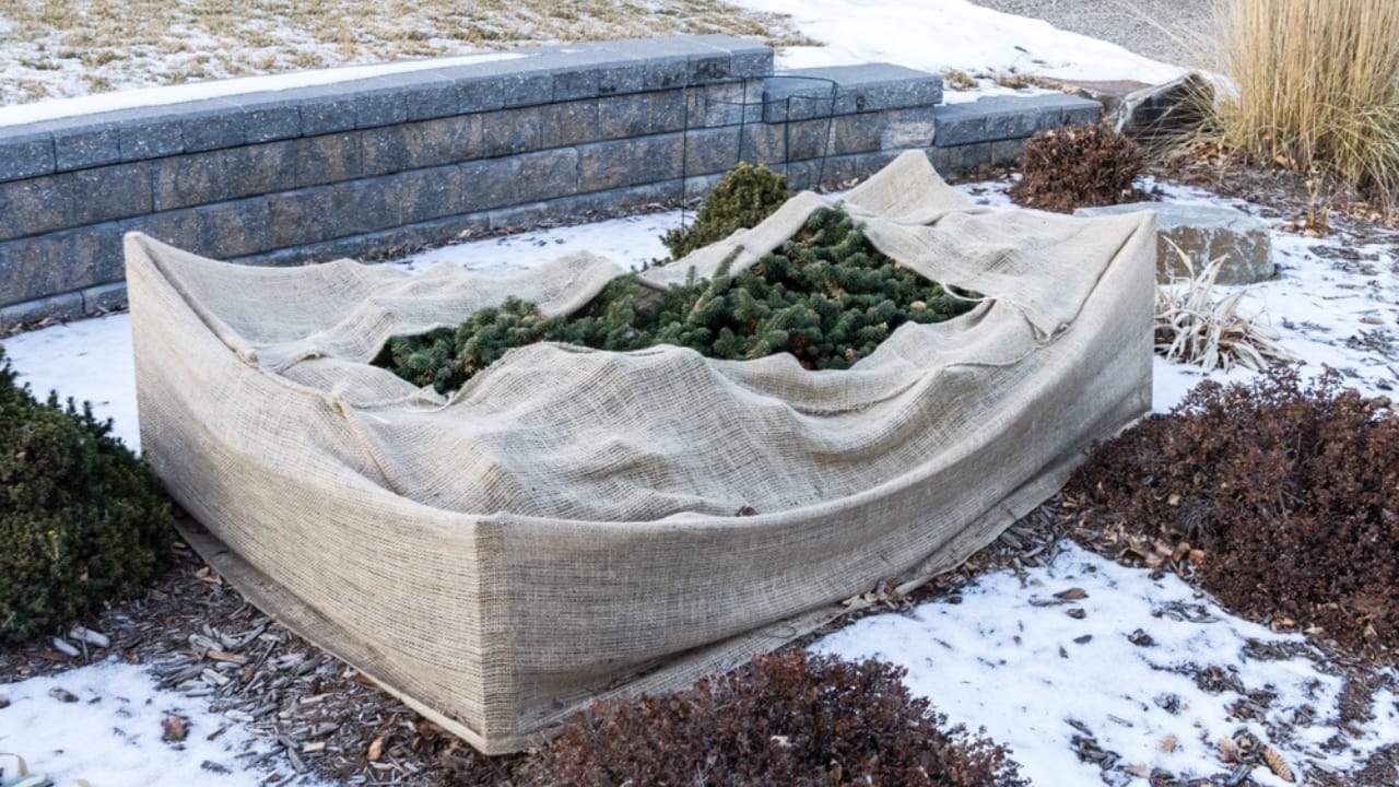 15 Ways to Get Your Garden Frost-Ready Before It’s Too Late 3 15 Ways to Get Your Garden Frost-Ready Before It’s Too Late - plants cover with burlap ss2404677277
