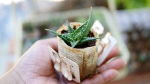 Coffee Filters in Plant Pots... Here's Why It Works 1 Coffee Filters in Plant Pots... Here's Why It Works - plants in filter bags and coffee grounds ss1856233018