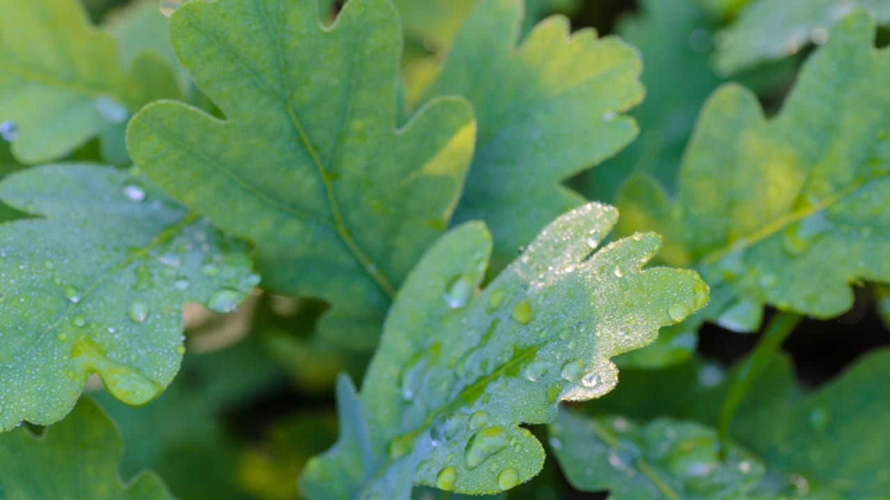 16 Unexpected Places to Find Water in an Emergency - plants with water ss197344160