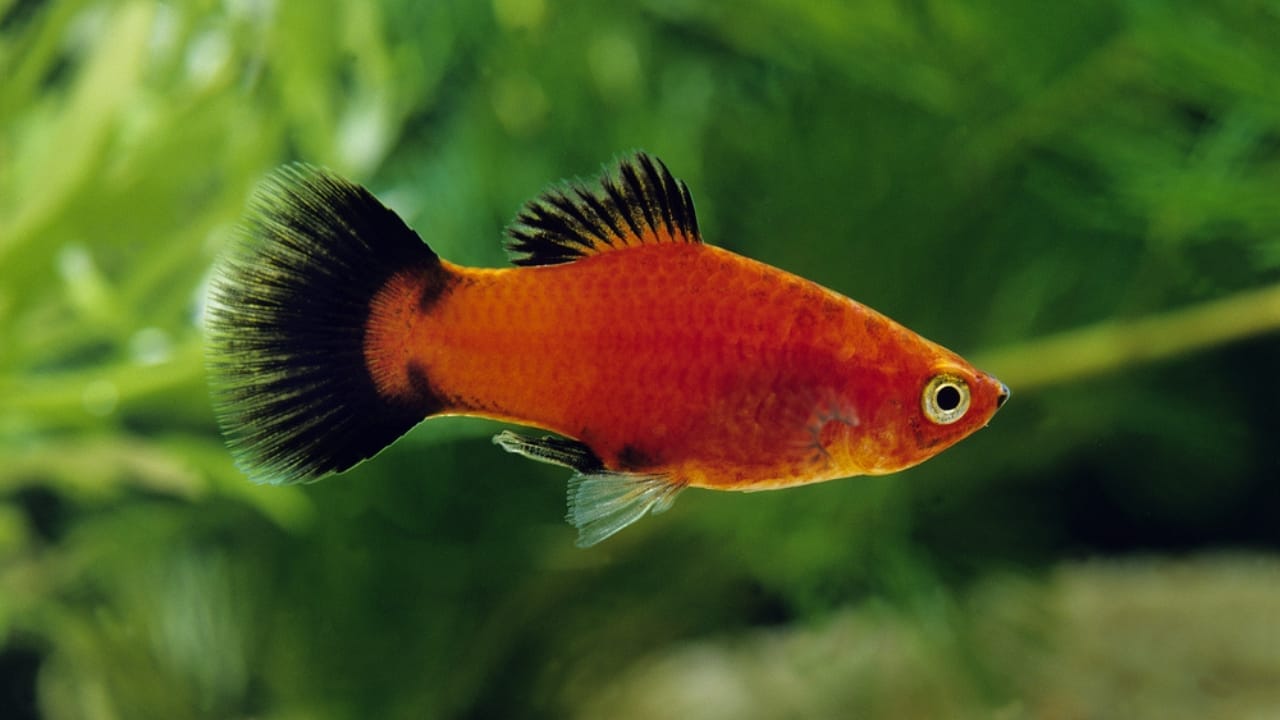 15 Coolest Aquarium Fish to Liven Up Your Tank 8 15 Coolest Aquarium Fish to Liven Up Your Tank - platy fish dp350774080