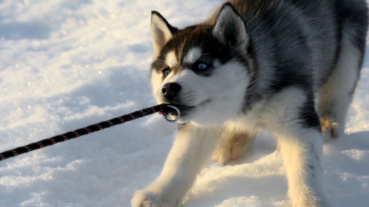 Before You Get a Husky: 13 Things That Might Make You Think Twice 4 Before You Get a Husky: 13 Things That Might Make You Think Twice - playful stubborn husky ss1915912