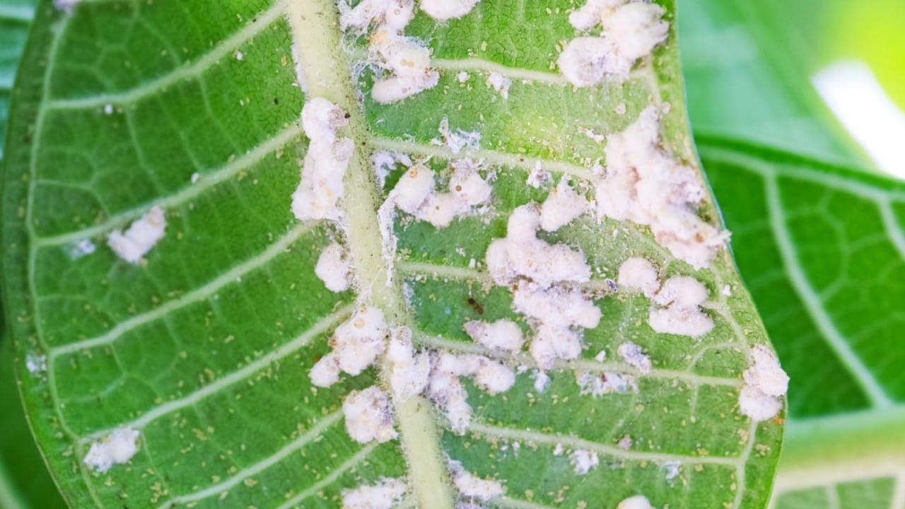 Plumeria Plant Perfection: How to Grow & Care for the Elegant Frangipani Tree 7 Plumeria Plant Perfection: How to Grow & Care for the Elegant Frangipani Tree - plumeria leaf green ss2368928193