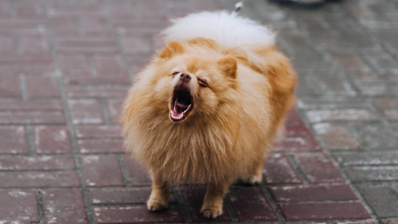 Golden Retriever Charlie's World Record-Breaking Bark & 15 Loudest Barking Breeds - pomeranian bark ss2270858235