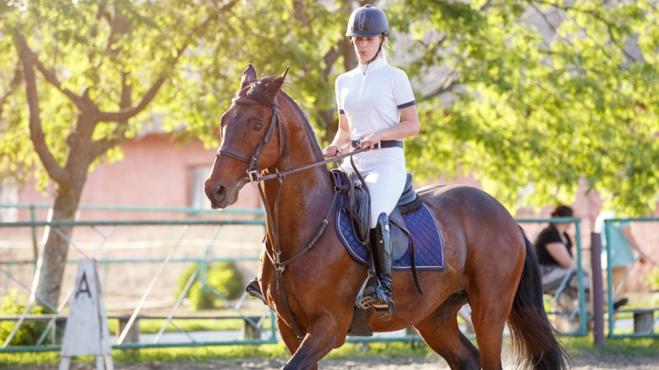 15 Horse Terms to Know Before Grabbing the Reins for the First Time 10 15 Horse Terms to Know Before Grabbing the Reins for the First Time - posting horse dp675401028