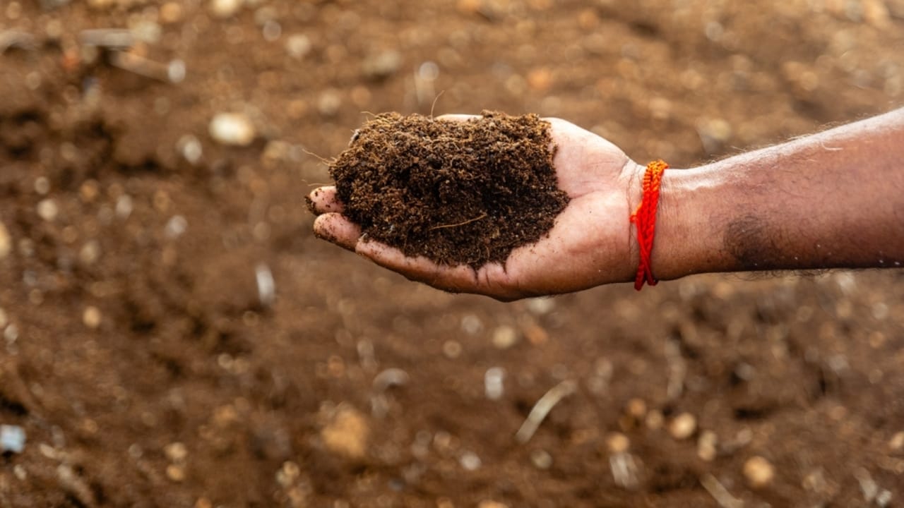 13 Simple Leaf-Recycling Ideas for a Flourishing Garden 15 13 Simple Leaf-Recycling Ideas for a Flourishing Garden -