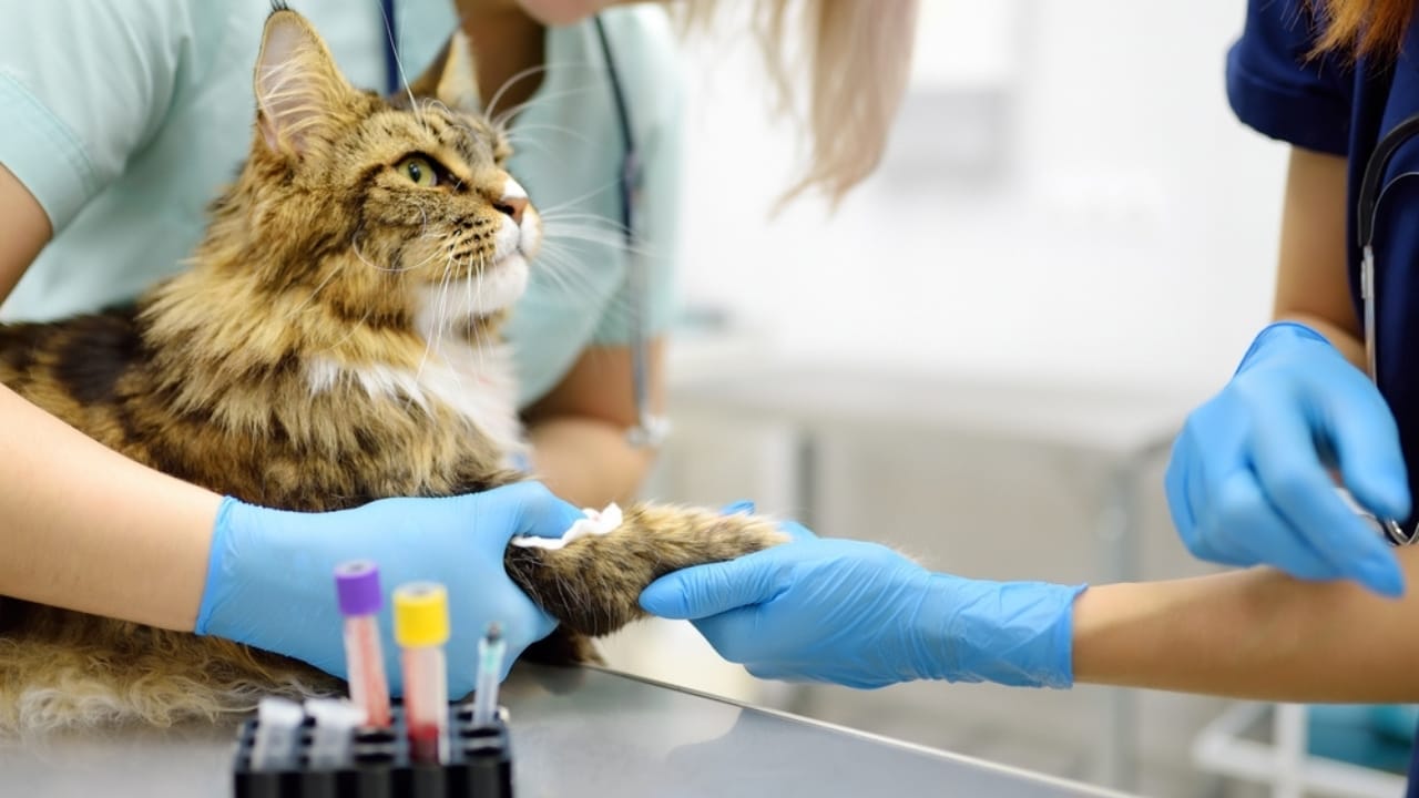 10 Signs That It May Be Time to Let Your Cat Go 9 10 Signs That It May Be Time to Let Your Cat Go - professional veterinarians take a blood test from a Maine Coon cat ss2447168479